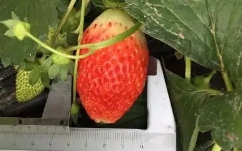 草莓红了│2017.12菏泽市牡丹区草莓示范基地